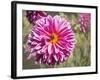 Garden Dahlias IV-George Johnson-Framed Photographic Print