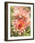 Garden Dahlias V-George Johnson-Framed Photographic Print