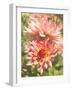 Garden Dahlias V-George Johnson-Framed Photographic Print