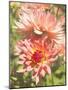 Garden Dahlias V-George Johnson-Mounted Photographic Print