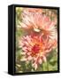 Garden Dahlias V-George Johnson-Framed Stretched Canvas