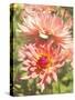 Garden Dahlias V-George Johnson-Stretched Canvas