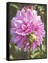 Garden Dahlias VI-George Johnson-Framed Stretched Canvas