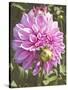 Garden Dahlias VI-George Johnson-Stretched Canvas