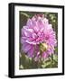 Garden Dahlias VI-George Johnson-Framed Photographic Print