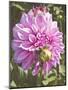 Garden Dahlias VI-George Johnson-Mounted Photographic Print