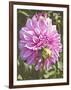 Garden Dahlias VI-George Johnson-Framed Photographic Print