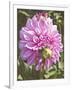 Garden Dahlias VI-George Johnson-Framed Photographic Print