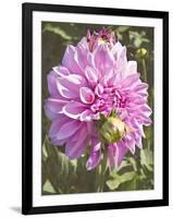 Garden Dahlias VI-George Johnson-Framed Photographic Print