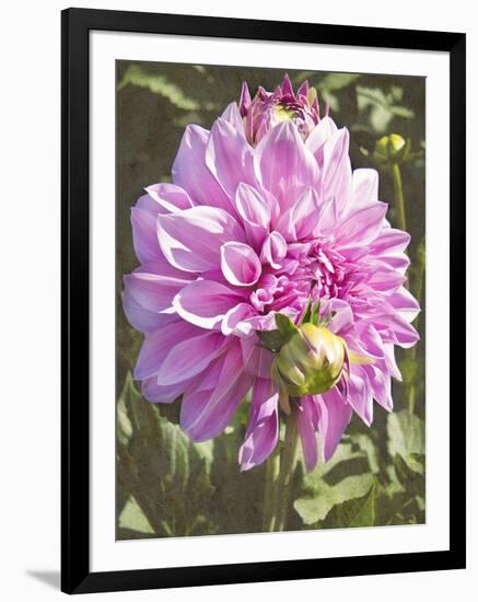 Garden Dahlias VI-George Johnson-Framed Photographic Print