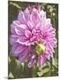 Garden Dahlias VI-George Johnson-Mounted Photographic Print