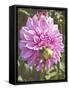 Garden Dahlias VI-George Johnson-Framed Stretched Canvas