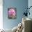 Garden Dahlias VI-George Johnson-Photographic Print displayed on a wall