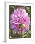 Garden Dahlias VI-George Johnson-Framed Photographic Print