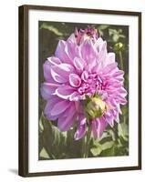 Garden Dahlias VI-George Johnson-Framed Photographic Print