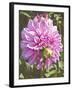 Garden Dahlias VI-George Johnson-Framed Photographic Print