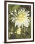 Garden Dahlias VII-George Johnson-Framed Photographic Print