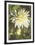 Garden Dahlias VII-George Johnson-Framed Photographic Print