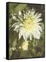 Garden Dahlias VII-George Johnson-Framed Stretched Canvas