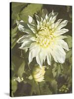 Garden Dahlias VII-George Johnson-Stretched Canvas