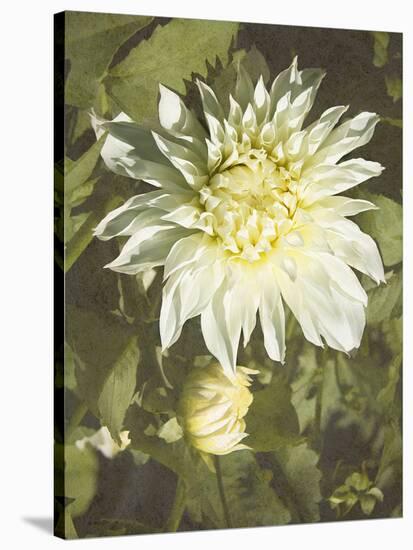 Garden Dahlias VII-George Johnson-Stretched Canvas