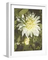 Garden Dahlias VII-George Johnson-Framed Photographic Print