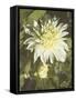 Garden Dahlias VII-George Johnson-Framed Stretched Canvas