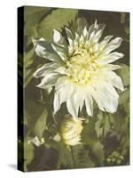 Garden Dahlias VII-George Johnson-Stretched Canvas