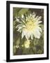 Garden Dahlias VII-George Johnson-Framed Photographic Print