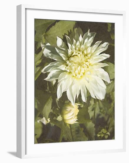 Garden Dahlias VII-George Johnson-Framed Photographic Print