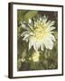 Garden Dahlias VII-George Johnson-Framed Photographic Print