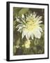 Garden Dahlias VII-George Johnson-Framed Photographic Print