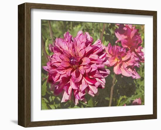 Garden Dahlias VIII-George Johnson-Framed Photographic Print