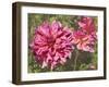 Garden Dahlias VIII-George Johnson-Framed Photographic Print