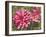 Garden Dahlias VIII-George Johnson-Framed Photographic Print