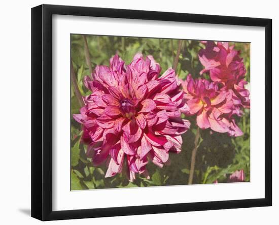 Garden Dahlias VIII-George Johnson-Framed Photographic Print