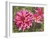 Garden Dahlias VIII-George Johnson-Framed Photographic Print