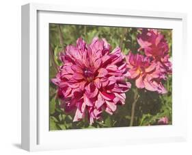 Garden Dahlias VIII-George Johnson-Framed Photographic Print