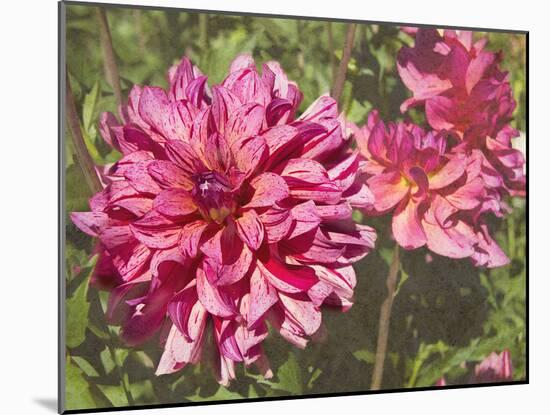 Garden Dahlias VIII-George Johnson-Mounted Photographic Print