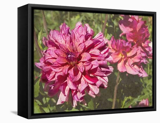 Garden Dahlias VIII-George Johnson-Framed Stretched Canvas