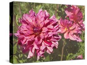 Garden Dahlias VIII-George Johnson-Stretched Canvas