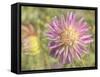 Garden Dahlias-George Johnson-Framed Stretched Canvas