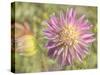 Garden Dahlias-George Johnson-Stretched Canvas