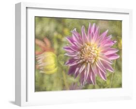 Garden Dahlias-George Johnson-Framed Photographic Print