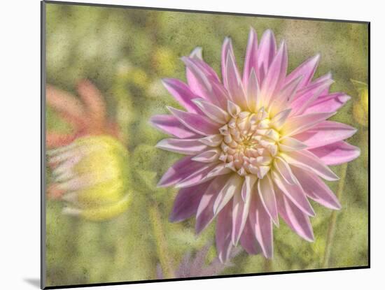 Garden Dahlias-George Johnson-Mounted Photographic Print