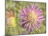 Garden Dahlias-George Johnson-Mounted Photographic Print