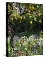 Garden Detail, San Domenico Palace Hotel, Taormina, Sicily, Italy-Walter Bibikow-Stretched Canvas