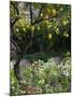 Garden Detail, San Domenico Palace Hotel, Taormina, Sicily, Italy-Walter Bibikow-Mounted Photographic Print