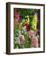 Garden Detail, San Domenico Palace Hotel, Taormina, Sicily, Italy-Walter Bibikow-Framed Photographic Print