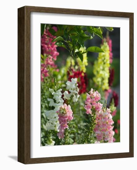 Garden Detail, San Domenico Palace Hotel, Taormina, Sicily, Italy-Walter Bibikow-Framed Photographic Print